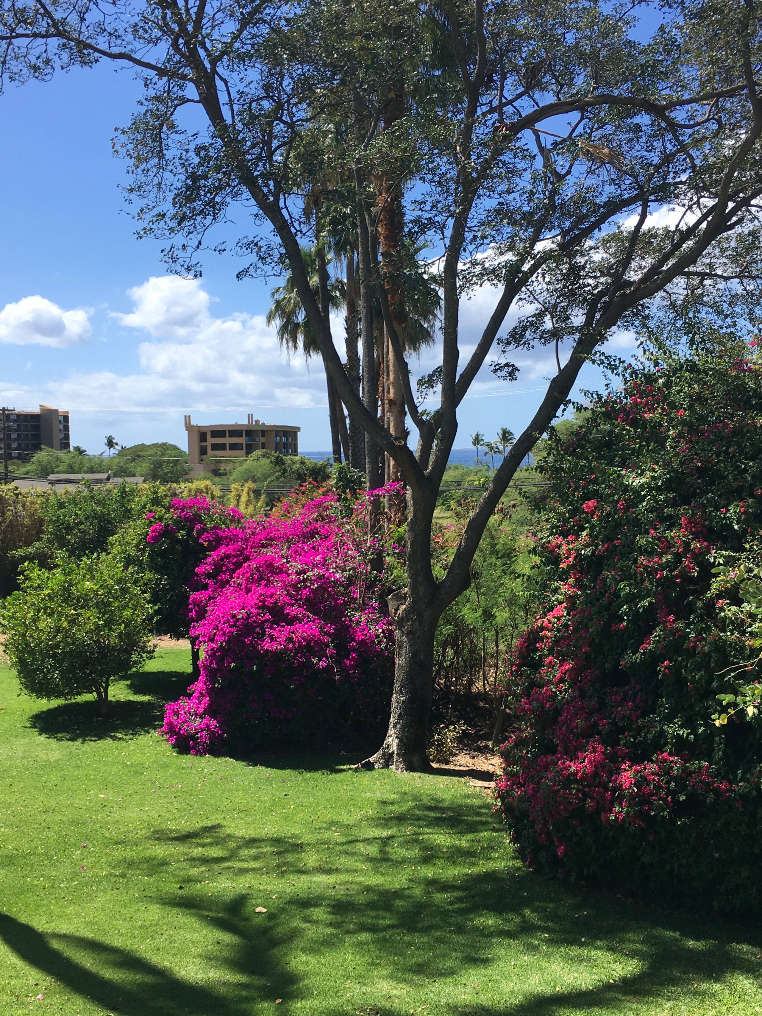 Condo in Kihei · ★4.69 · 1 bedroom · 1 bed · 1 shared bath - Image 18