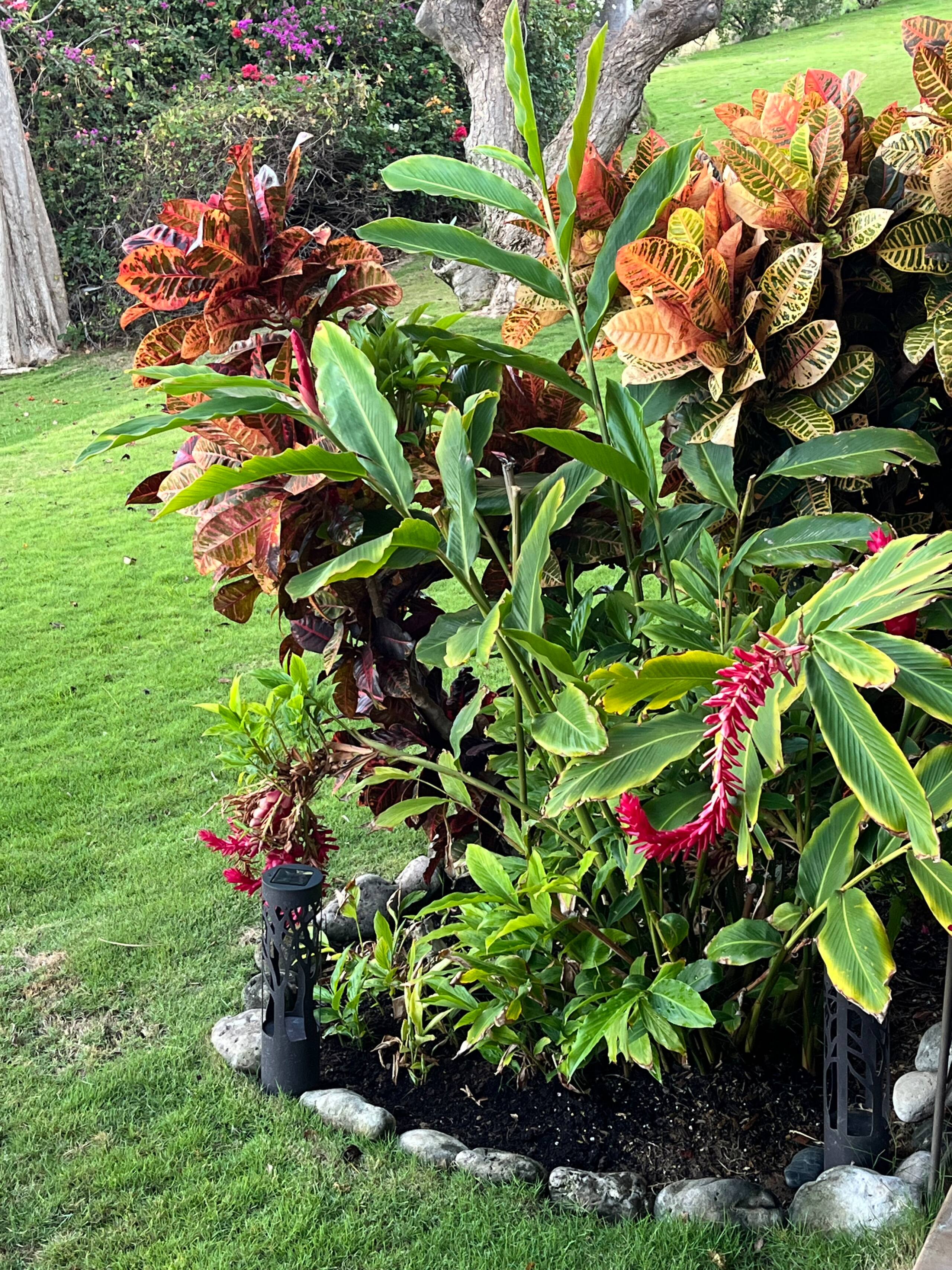 Condo in Kihei · ★4.69 · 1 bedroom · 1 bed · 1 shared bath - Image 15