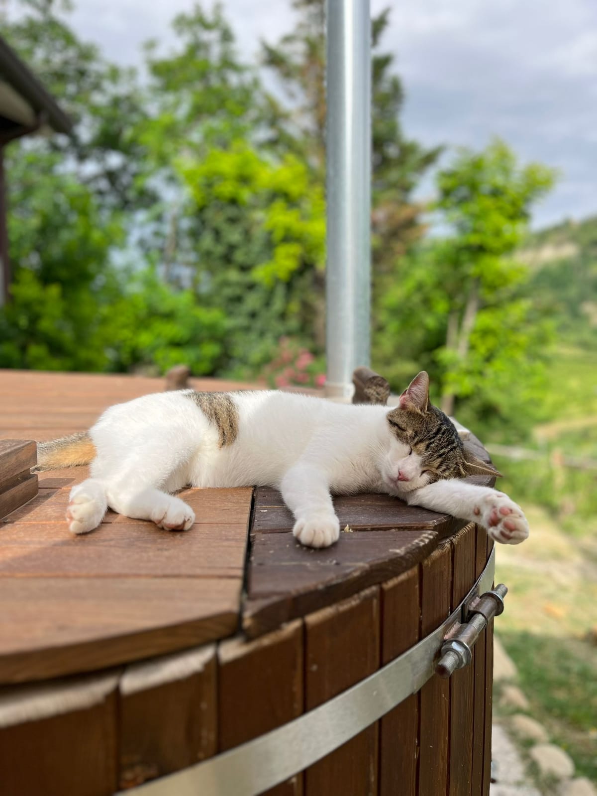 A cat rests peacefully on a wooden hot tub, displaying a relaxed posture with its paws extended. Surrounding greenery is visible in the background, contributing to a serene outdoor environment.