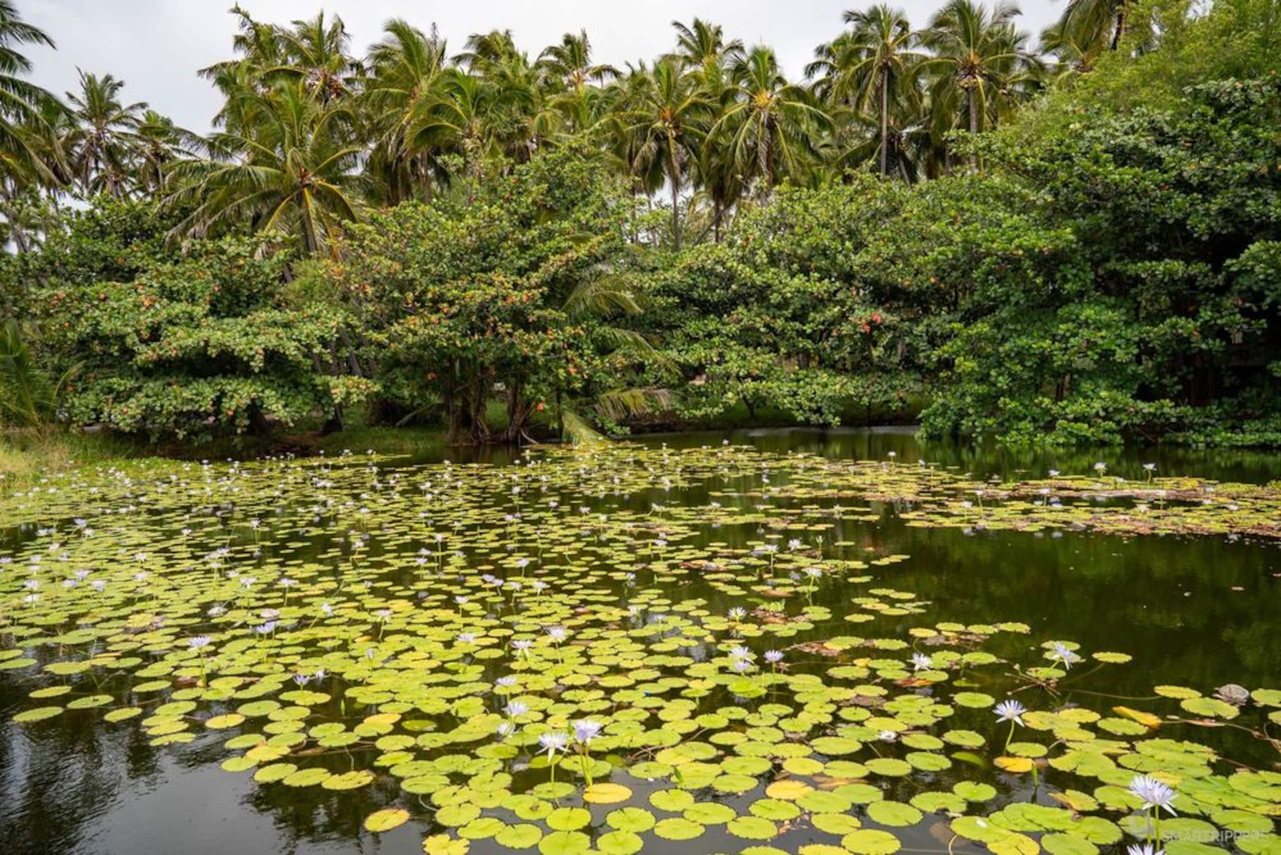 Island paradise retreat - Photo 28