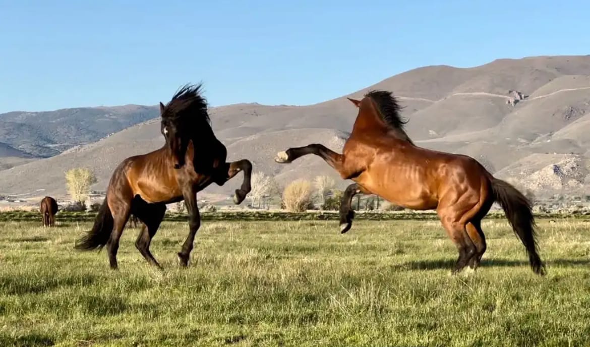 Two wild horses are captured in a lively moment, showcasing their strength and grace as they play in a grassy field. The background features rolling hills under a clear blue sky, creating a sense of openness and nature.