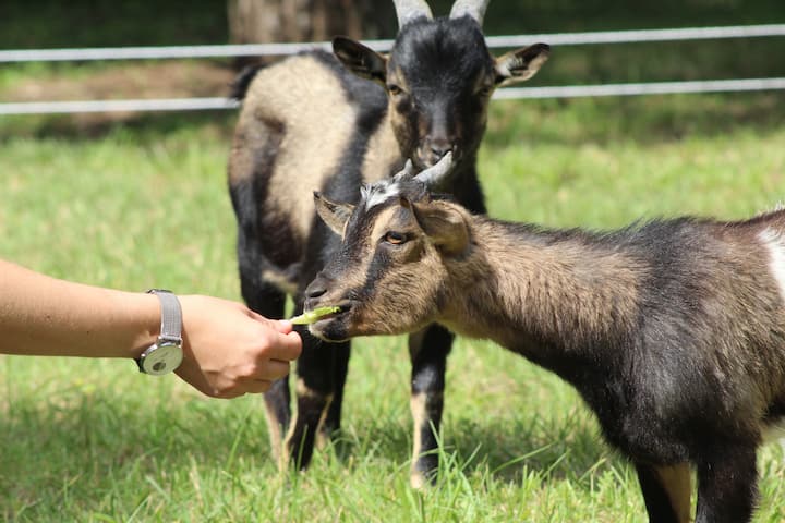 Le Campement Sous Les Pins En Drôme Provençale - Mirmande
