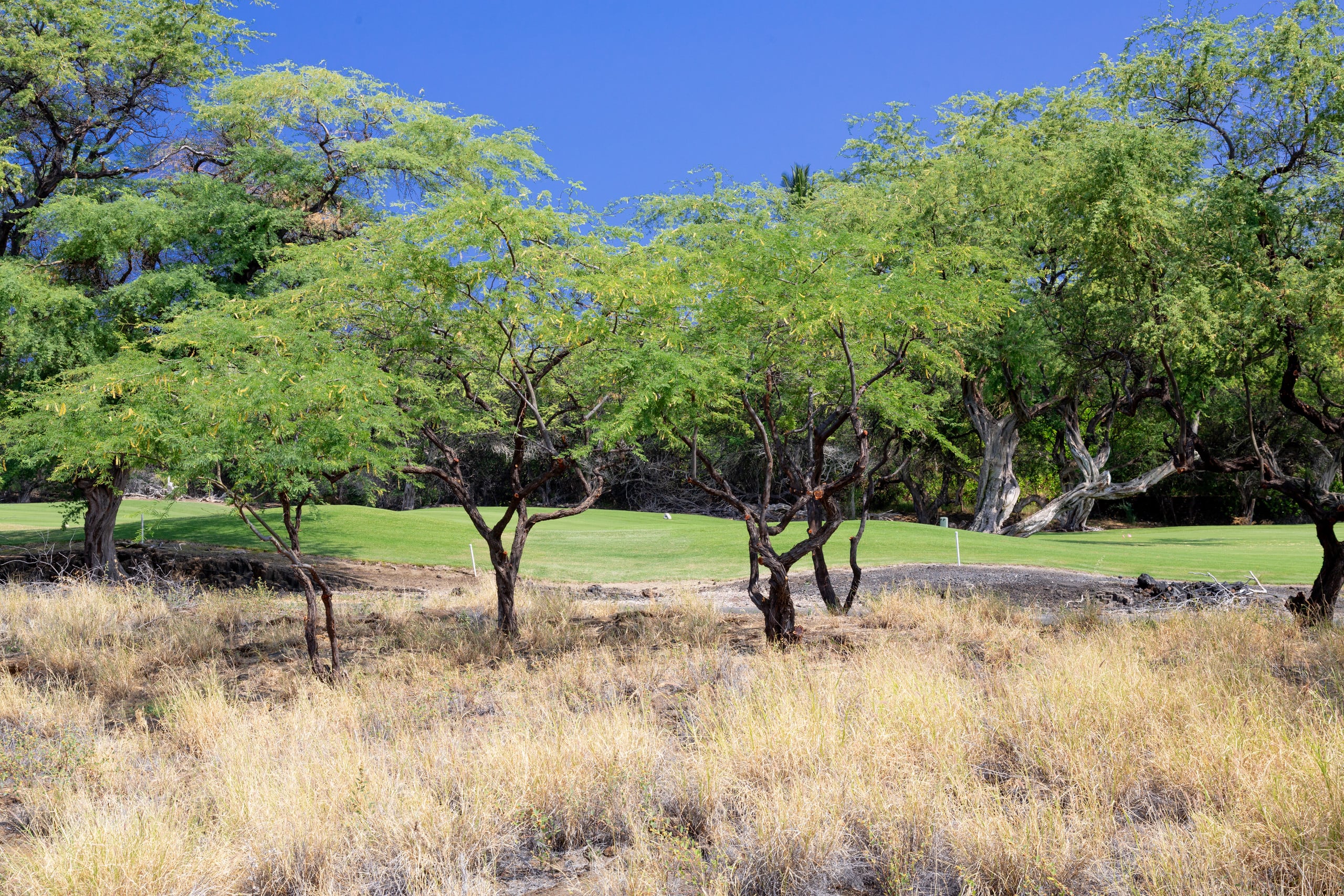 Home in Waimea · ★5.0 · 4 bedrooms · 8 beds · 3.5 baths - Image 58