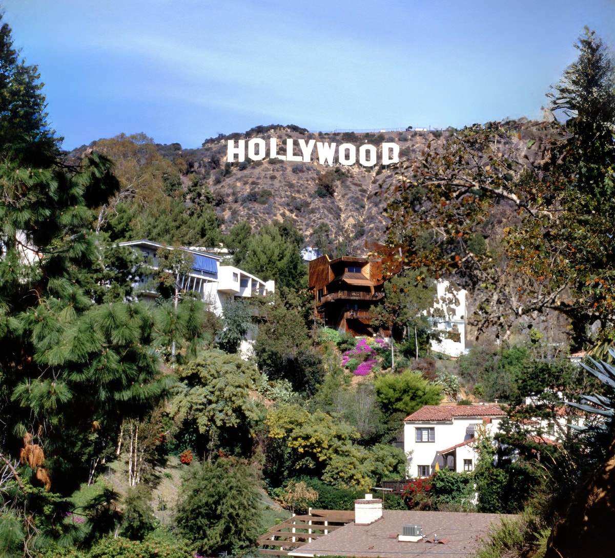 The iconic Hollywood Sign is prominently displayed on a hillside, surrounded by lush greenery and vibrant flora. A mix of modern and traditional homes is visible in the foreground, creating a scenic representation of the famous Hollywood landscape.