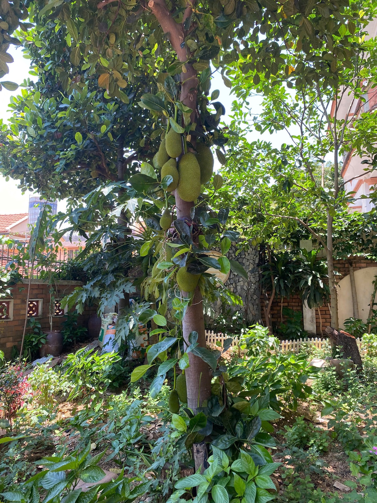A jackfruit tree stands tall in the lush garden, bearing several large green jackfruits. Surrounding foliage includes various plants and trees, contributing to a vibrant and natural atmosphere. Sunlight filters through the leaves, highlighting the rich greenery and other seasonal plants in the area.