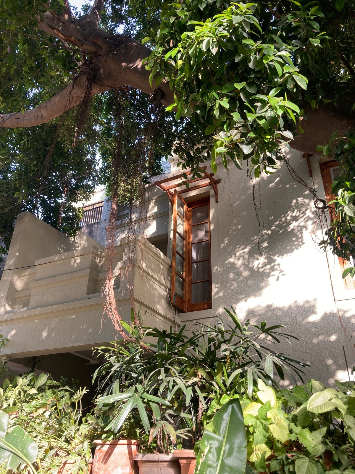 A section of The Lime House is framed by lush greenery, showcasing a bright exterior with wooden window accents. Sunlight filters through the dense foliage, highlighting a tranquil atmosphere. The diverse plants in decorative pots add to the serene, natural environment.