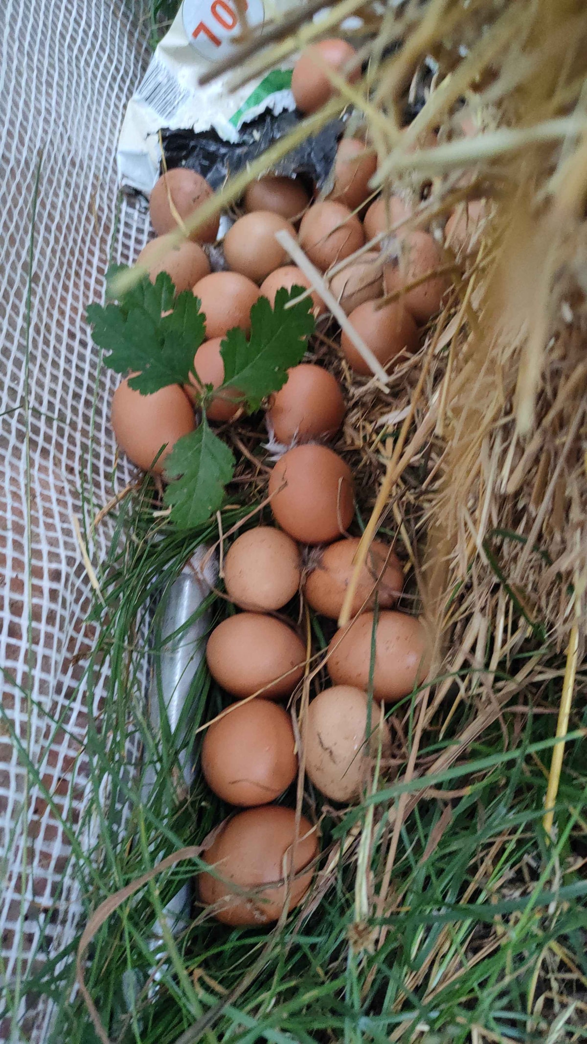 A gathering of eggs is seen nestled amongst straw and grass, with some greenery visible among them. The eggs vary in shade from light to medium brown, indicating recent collection. The scene captures a natural and rustic aspect of farm life.