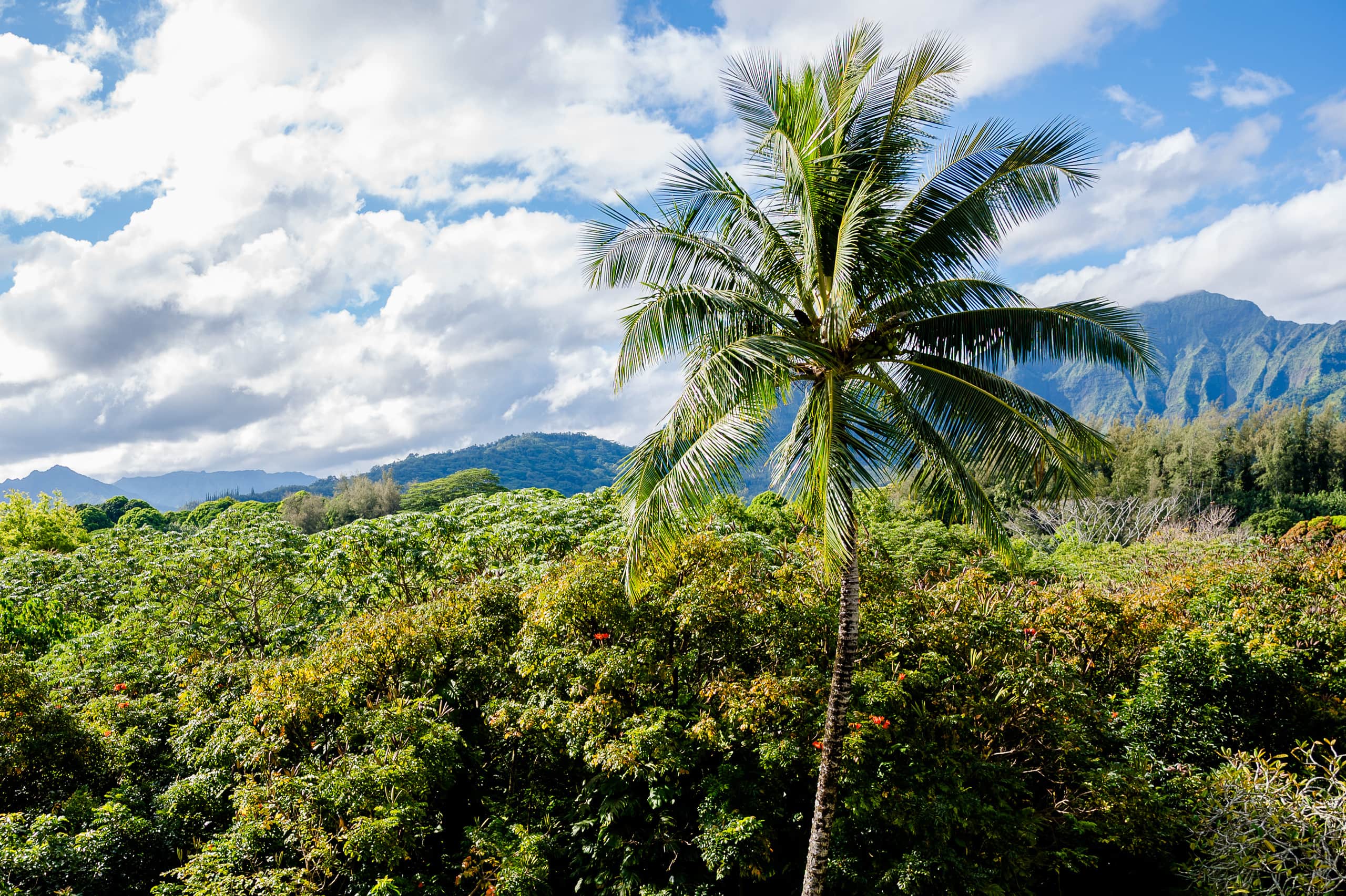 Condo in Princeville · ★4.96 · 1 bedroom · 2 beds · 1 private bath - Image 22