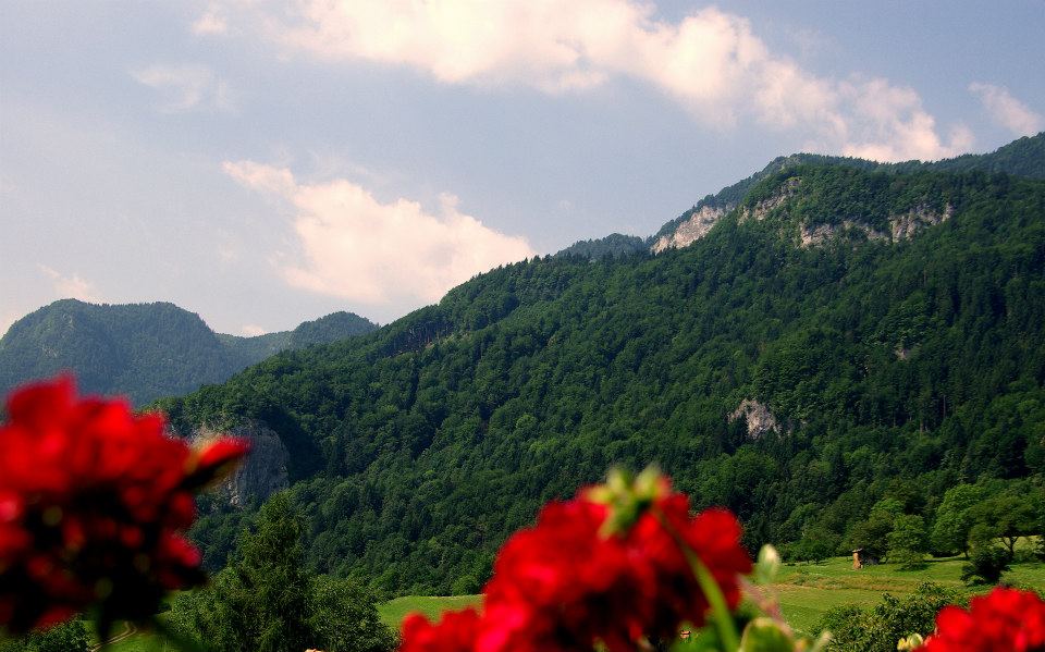 A scenic view of rolling green mountains is framed by vibrant red flowers in the foreground. The landscape is dotted with various shades of green trees, with a few rocky outcrops visible among the hills under a clear blue sky with scattered clouds.