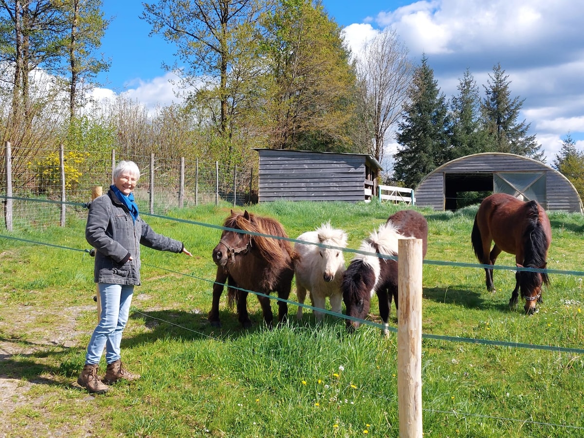 A grassy area is shown where several small ponies and a larger horse graze peacefully. A person stands by a fence, interacting with the ponies. A barn structure is visible in the background, surrounded by trees and a clear blue sky.