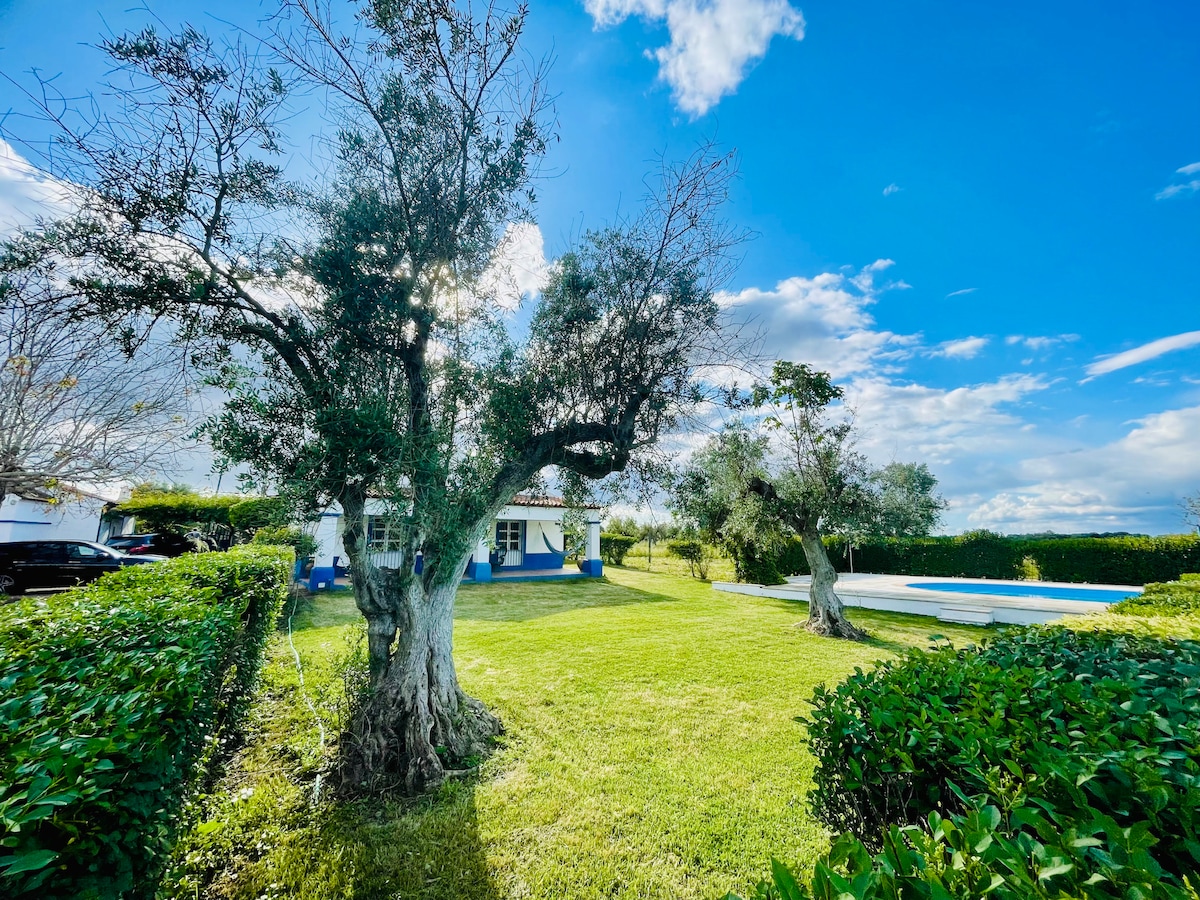 Two aged olive trees are positioned on a verdant lawn, surrounding a sparkling swimming pool. The backdrop features a charming house with white walls and blue accents, framed by a lush green hedge. A clear blue sky adds to the serene countryside atmosphere.