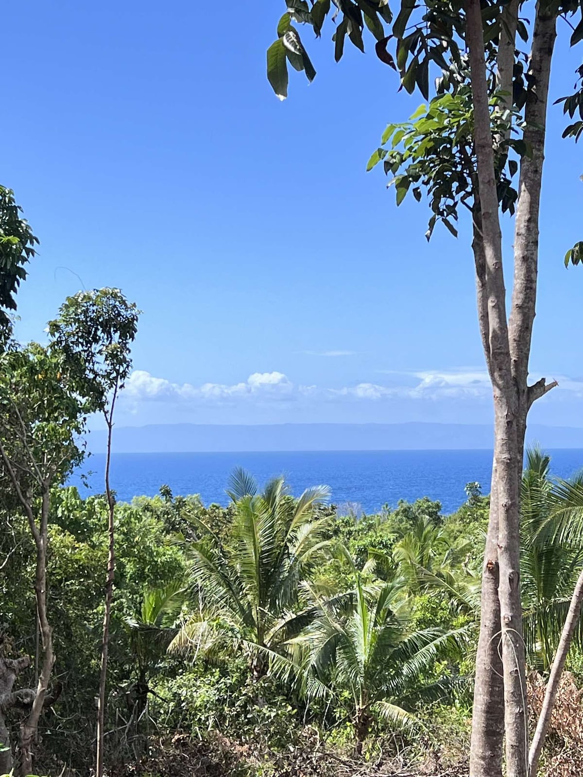 A scenic view of lush greenery frames the ocean, with tall trees and tropical plants in the foreground. The expansive blue water stretches towards the horizon, complemented by a clear sky with wispy clouds.
