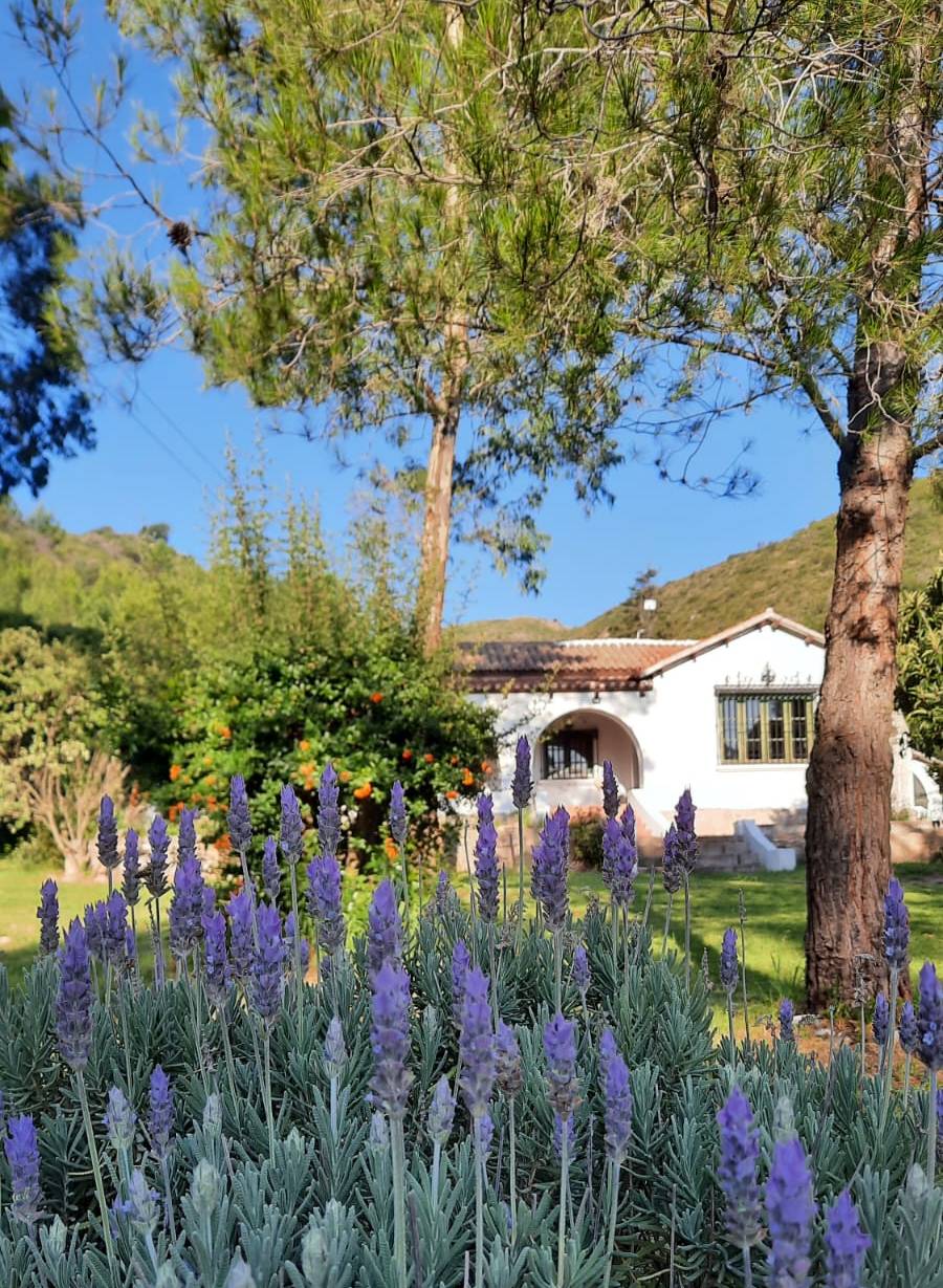 A charming white house is framed by lush greenery, with a stone pathway leading to an arched entrance. In the foreground, lavender plants with vibrant purple flowers create a colorful border, while trees provide shade and contribute to a tranquil outdoor setting.