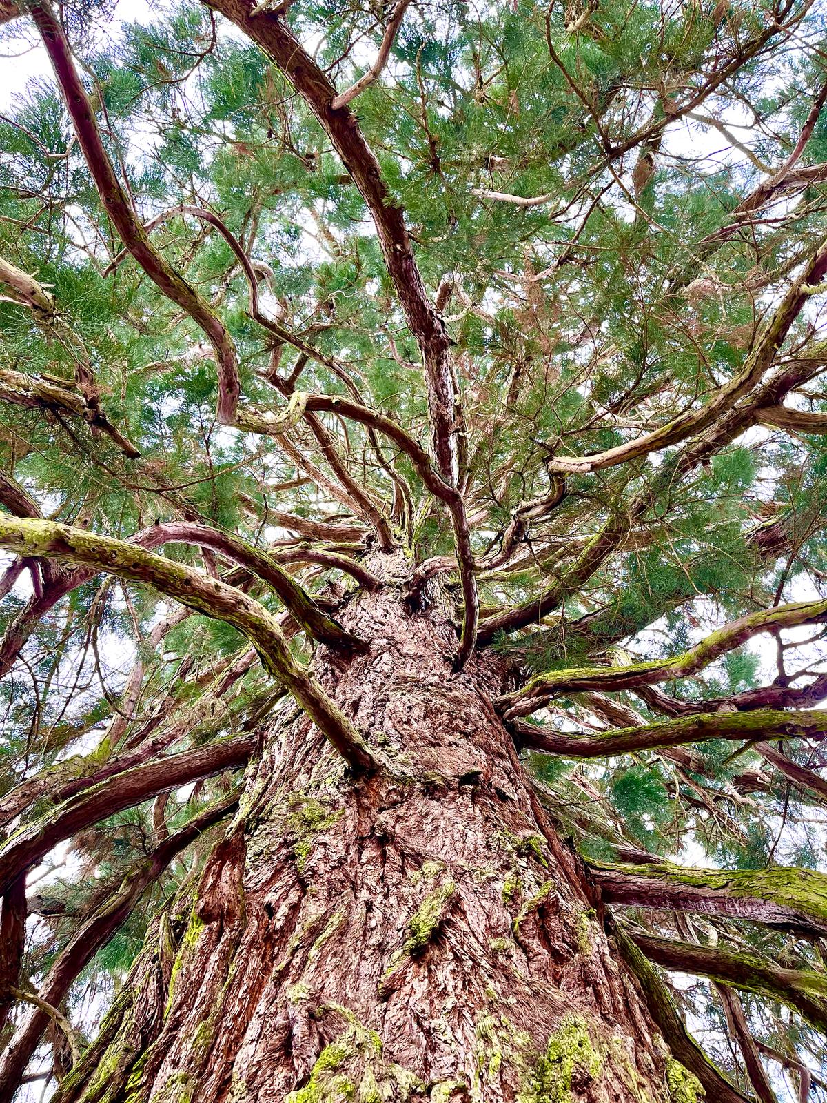 A tall tree is captured from a low angle, showcasing its textured bark and sprawling branches. Green needles cover the branches, creating an expansive canopy overhead. The image highlights the natural beauty and intricate details of the tree's bark and foliage.
