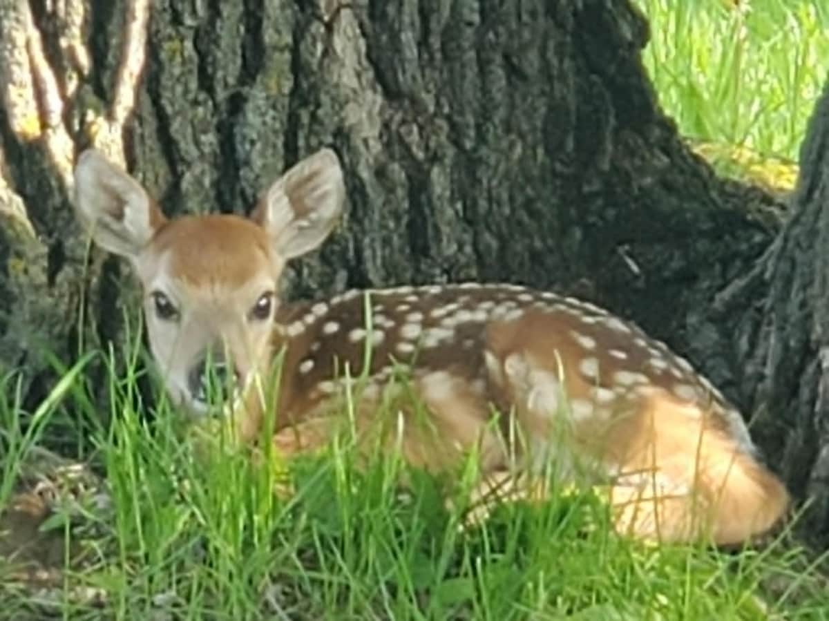 A fawn is resting in a grassy area beside a tree. Its coat features distinct white spots on a light brown background. The fawn is positioned near the base of the tree, partially concealed by the surrounding grass.
