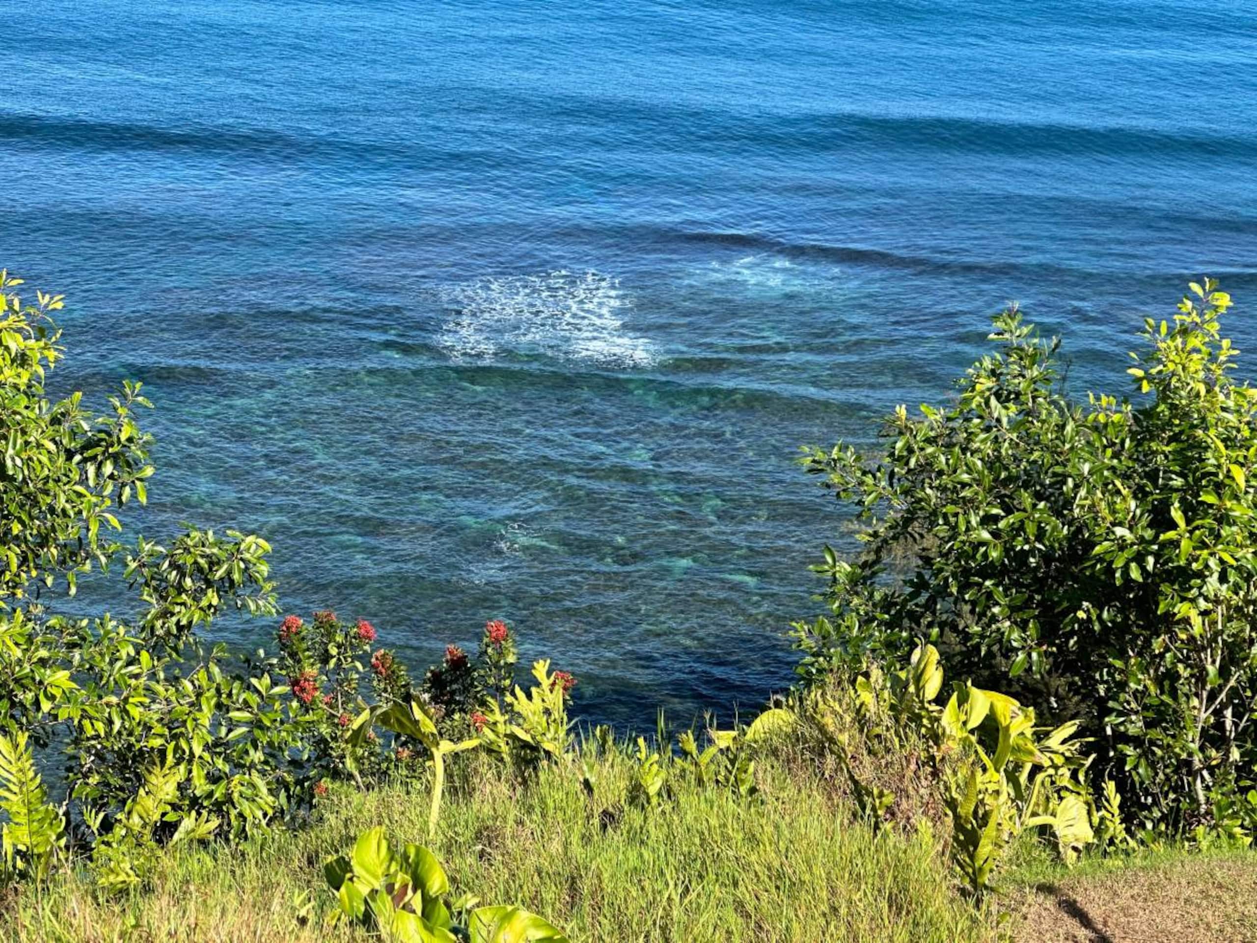 Guesthouse in Princeville · ★5.0 · Studio · 1 bed · 1 bath - Image 21