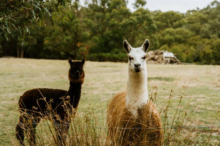 The Temple – Country Farm Retreat gallery image 2