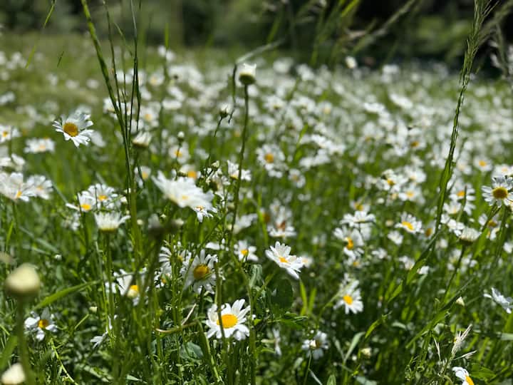 A meadow of white daisies in the cool high country of Pecos Canyon