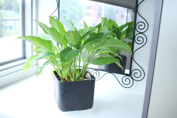 Მშვიდი მშვიდობის ლილი