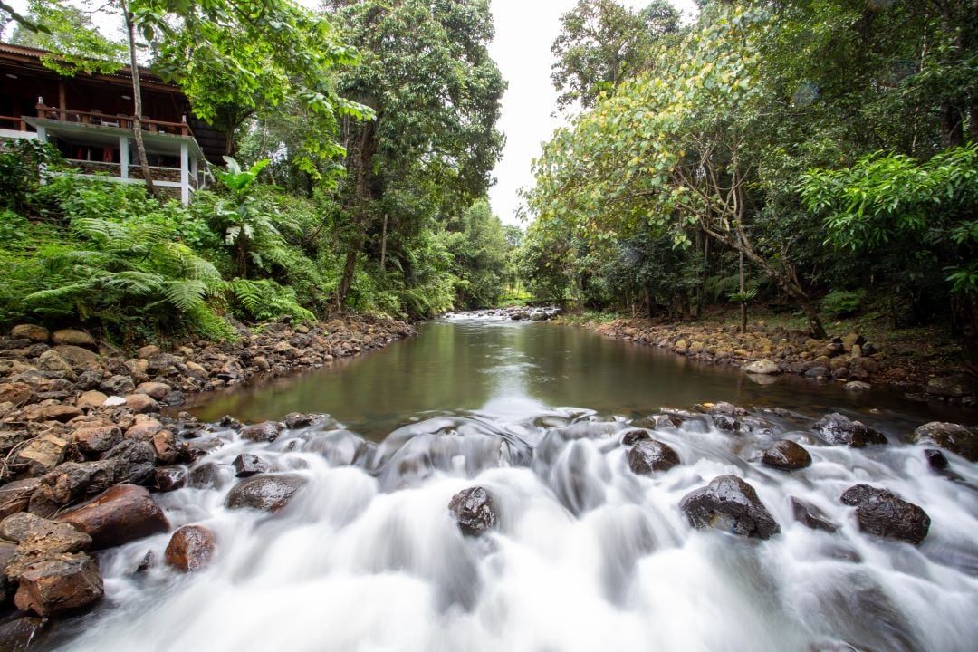 A serene river flows over smooth stones, surrounded by lush greenery. Tall trees line the banks, providing a natural backdrop to the tranquil water, which reflects the soft light filtering through the leaves.