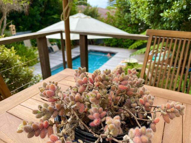 Bird house at the beach, Clan Monroe, Kommetjie. gallery image 2