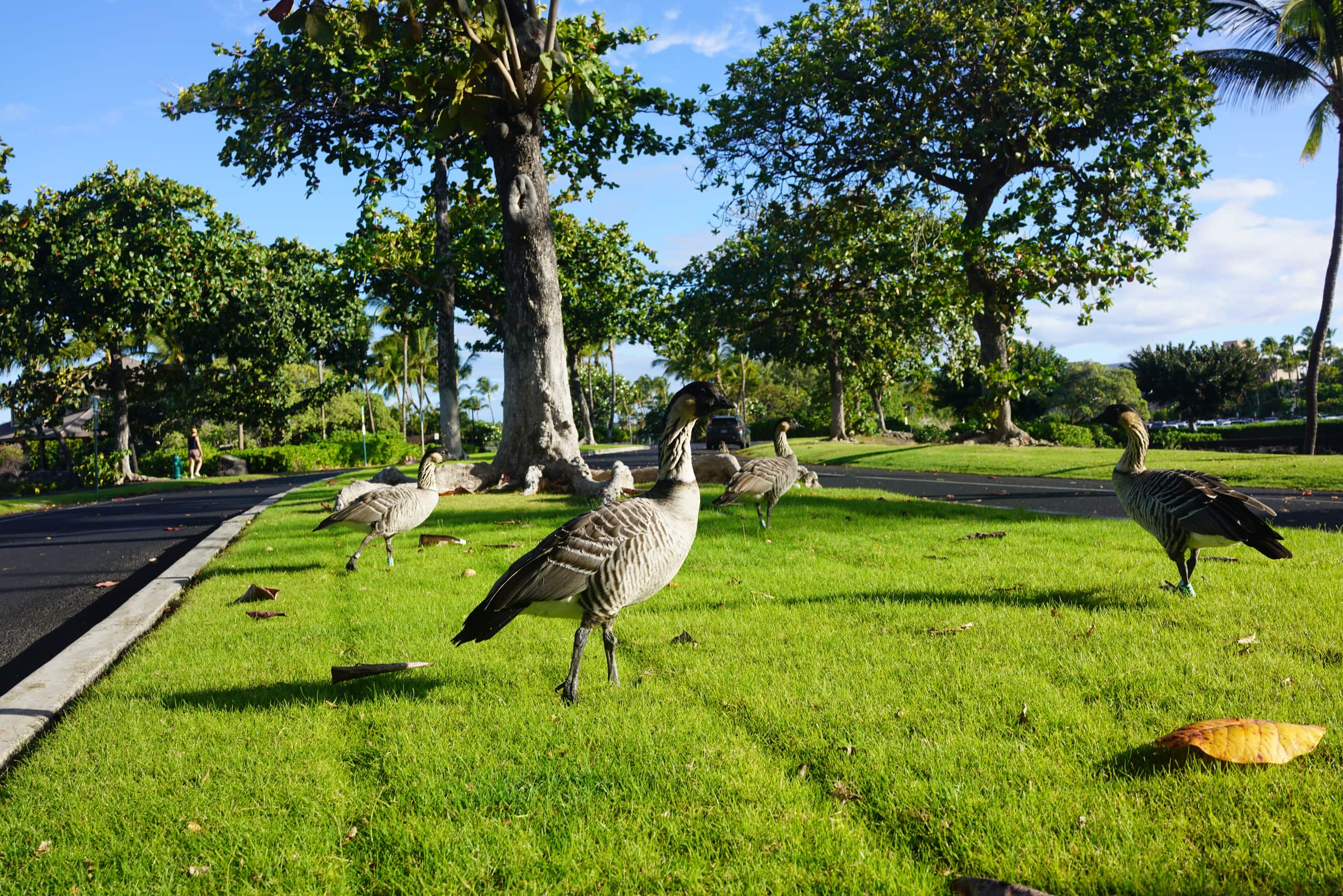 Condo in Waikoloa Beach Resort · ★4.96 · 2 bedrooms · 4 beds · 2.5 baths - Photo 71