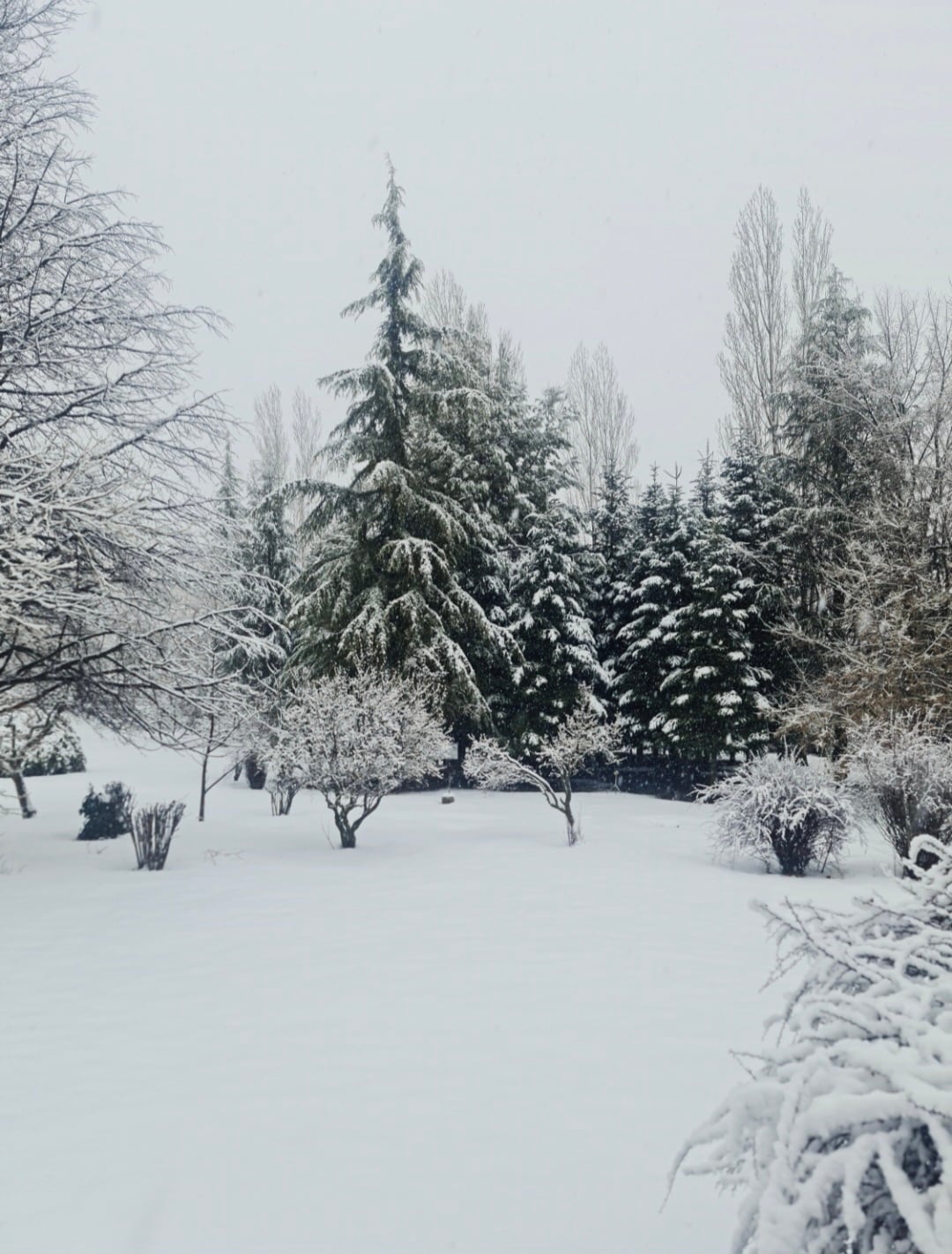 A winter landscape is displayed with tall evergreen trees and smaller shrubs lightly covered in snow. The ground is blanketed in a thick layer of fresh snow, creating a serene atmosphere. The scene features clear visibility of the trees and a few bare branches, contributing to the tranquil setting.