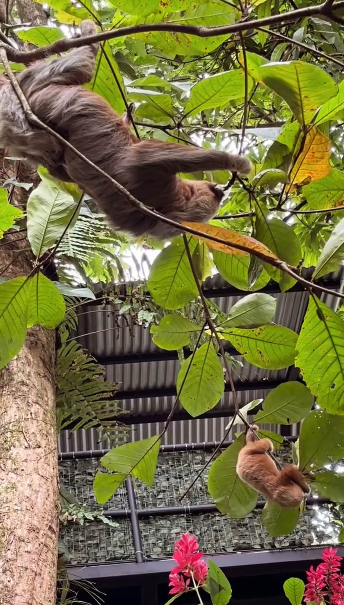 Two sloths are seen hanging from branches, surrounded by vibrant green leaves. Below them, a large tree trunk is visible, and the background features a glimpse of a rustic building's structure, blending harmoniously with the lush environment.