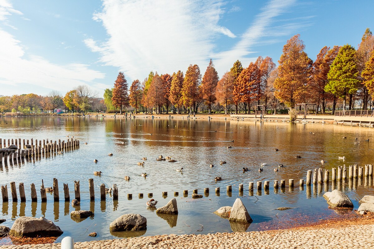 A scenic lake is surrounded by trees displaying autumn foliage. Gentle ripples disrupt the water's surface, reflecting the blue sky with wispy clouds. Wooden posts line the perimeter of the lake, while various ducks are seen swimming, adding life to the tranquil outdoor setting.