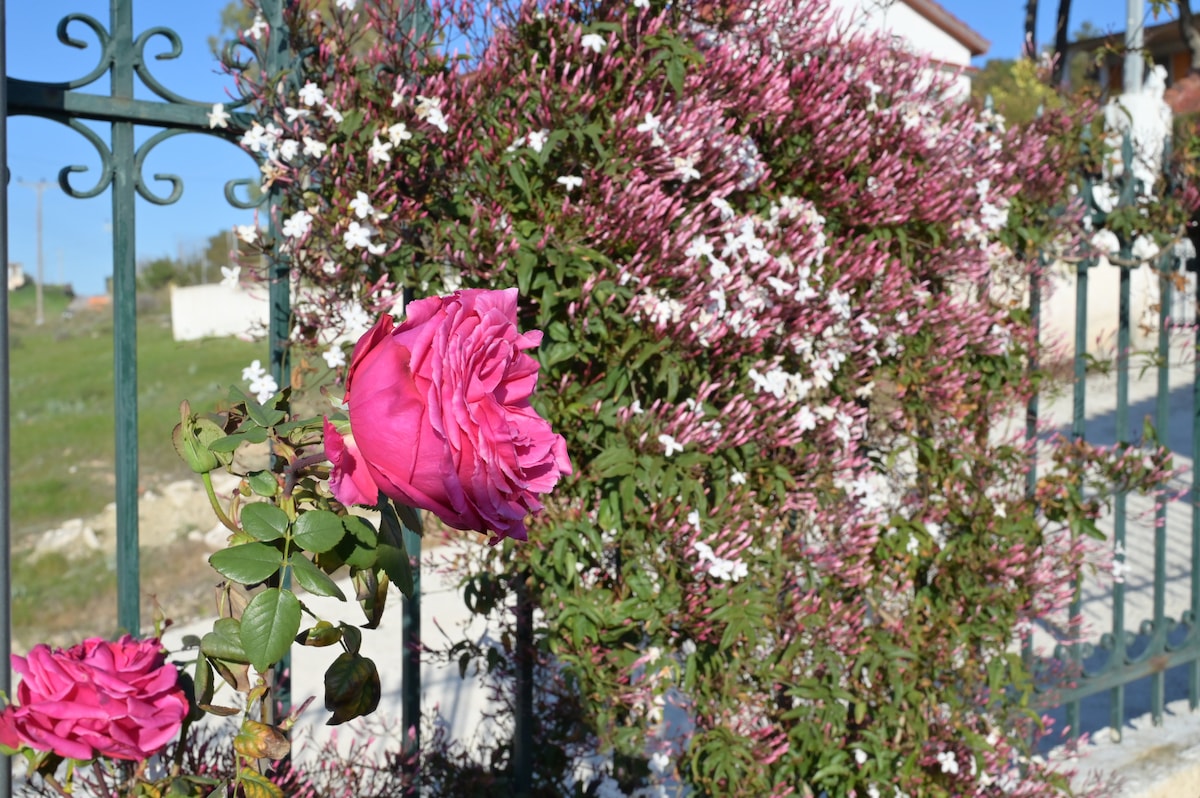 A vibrant pink rose blooms prominently in the foreground, accompanied by lush greenery. Behind the rose, a thick wall of delicate white and pink flowers wraps around a metal fence, adding a touch of natural beauty to the surroundings.