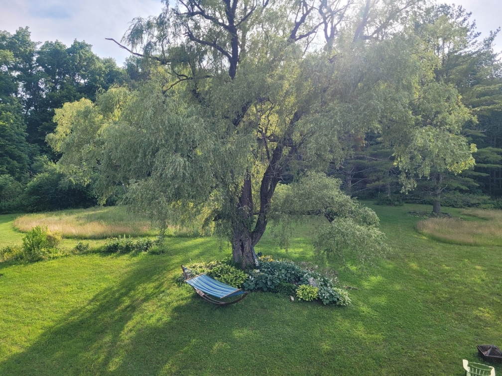 A sprawling green lawn stretches underneath a large tree, providing ample shade. A hammock is gently draped beside the tree, surrounded by a colorful garden of plants and flowers, creating a serene outdoor space for relaxation.