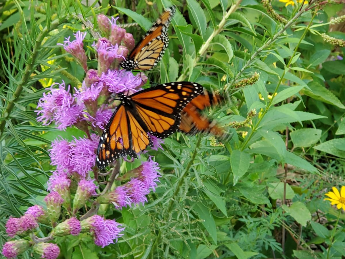 Mary's Urban Prairie