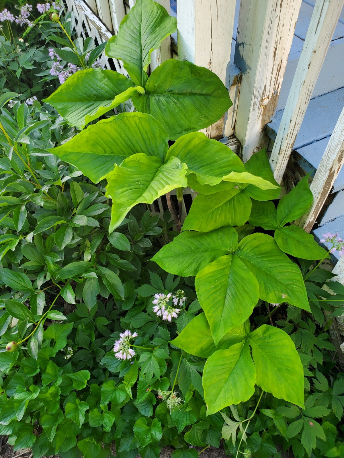Mary's Urban Prairie