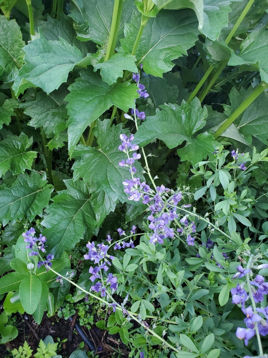 Mary's Urban Prairie