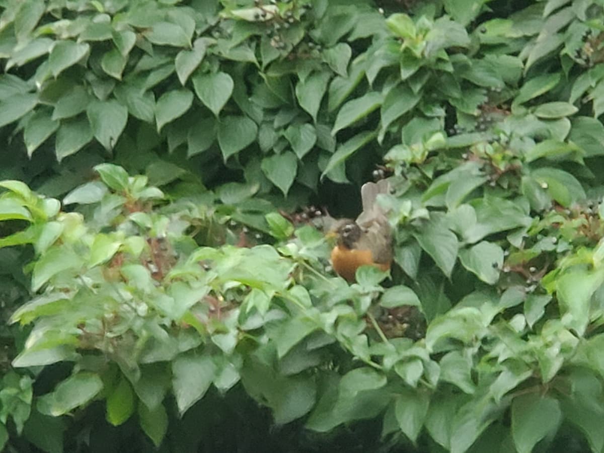 Mary's Urban Prairie