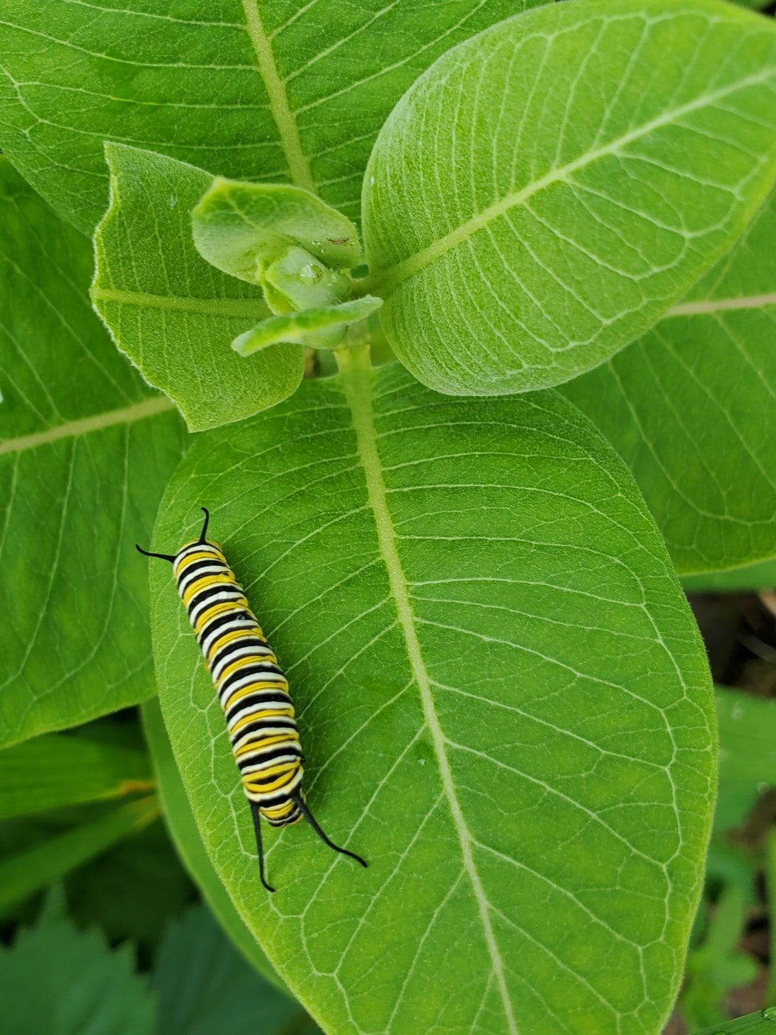 Mary's Urban Prairie