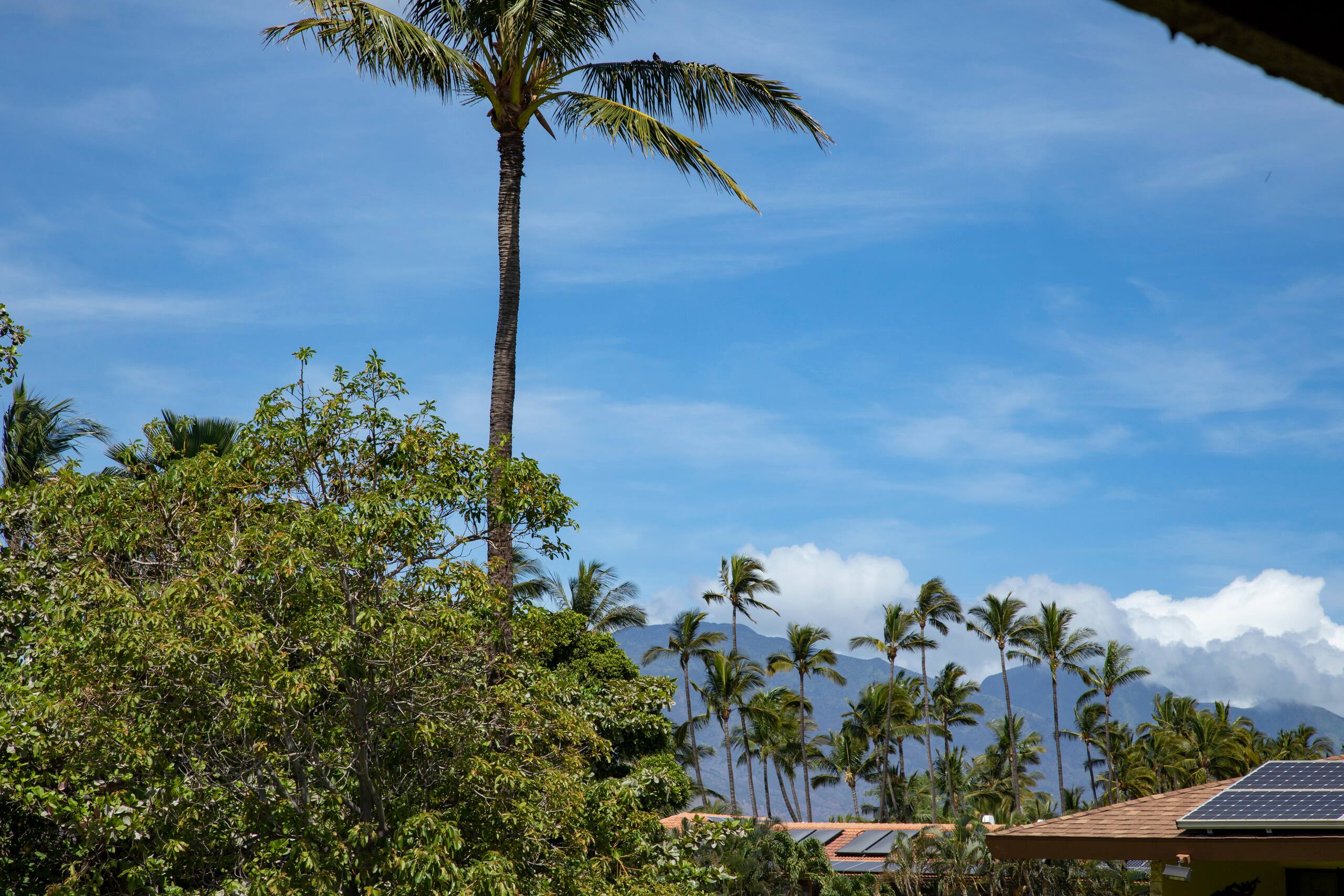 Condo in Kihei · ★4.8 · 2 bedrooms · 2 beds · 2 baths - Image 29