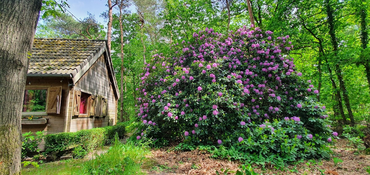 A rustic cabin nestled among lush greenery, with a vibrant flowering bush in shades of purple blooming in front. The surrounding forest features tall trees and dense foliage, creating a serene and secluded atmosphere.