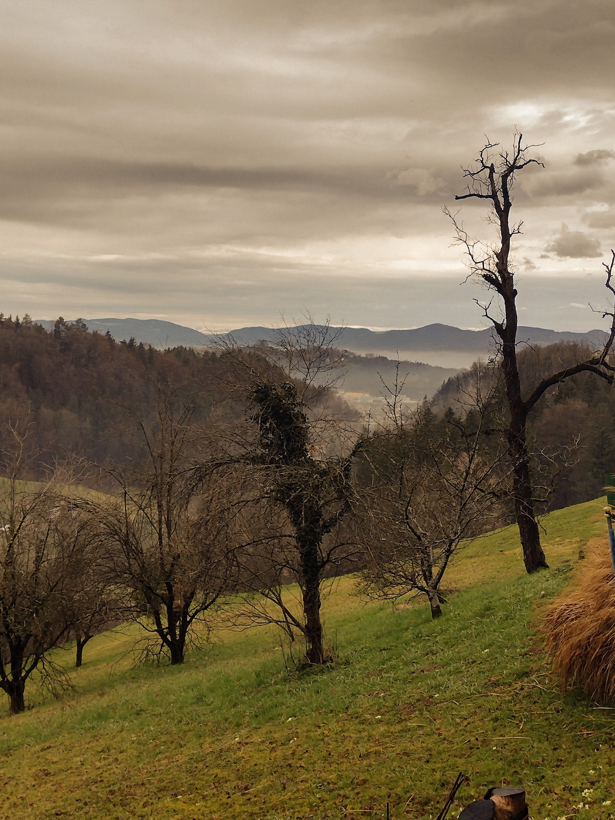 A serene landscape reveals rolling green hills adorned with bare trees, softly contrasting against a backdrop of mountains under a cloudy sky. Subtle mist blankets the valleys, enhancing the tranquil atmosphere of the natural setting.