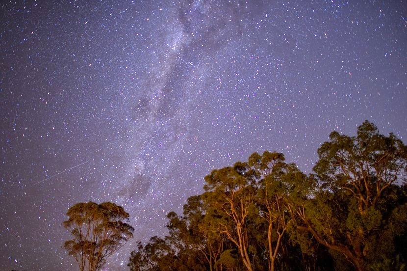 A clear night sky is filled with countless stars, showcasing the Milky Way stretching across the horizon. Silhouetted trees with broad canopies line the bottom of the image, creating a contrast against the celestial display.