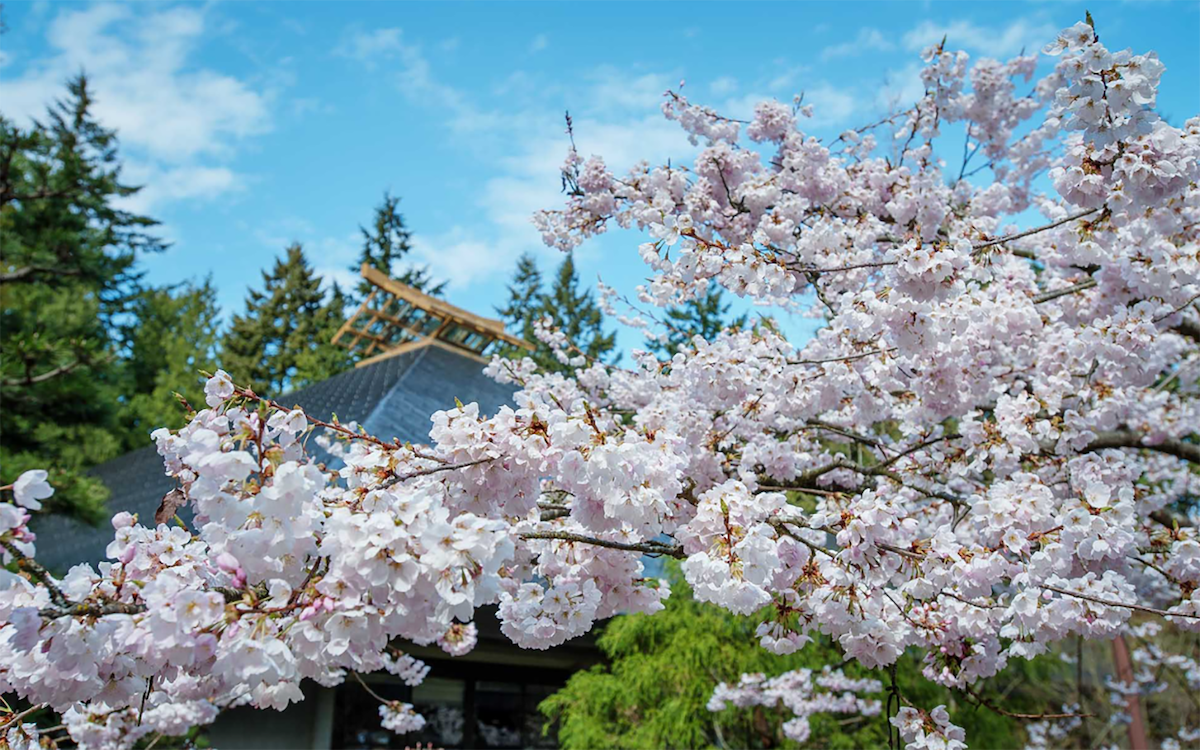 Cherry blossom branches adorned with clusters of delicate pink flowers are set against a backdrop of evergreen trees and a building with a sloped roof. A clear blue sky adds brightness to the scene, highlighting the natural beauty surrounding the area.