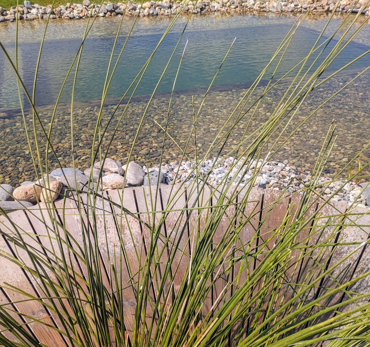 Tall grasses gently sway in the foreground, framing a tranquil waterway. The clear water is visible, revealing smooth stones at the bottom, while larger rocks outline the water's edge, contributing to a natural ambiance.
