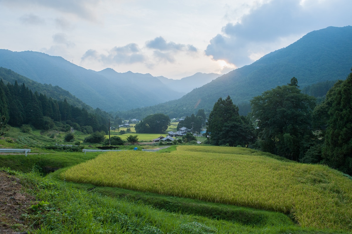 Lush green rice fields stretch across the foreground, with gently sloping hills and mountains forming a serene backdrop. The sky features soft clouds, and the distant village is nestled among the trees, showcasing the tranquil beauty of the rural landscape.