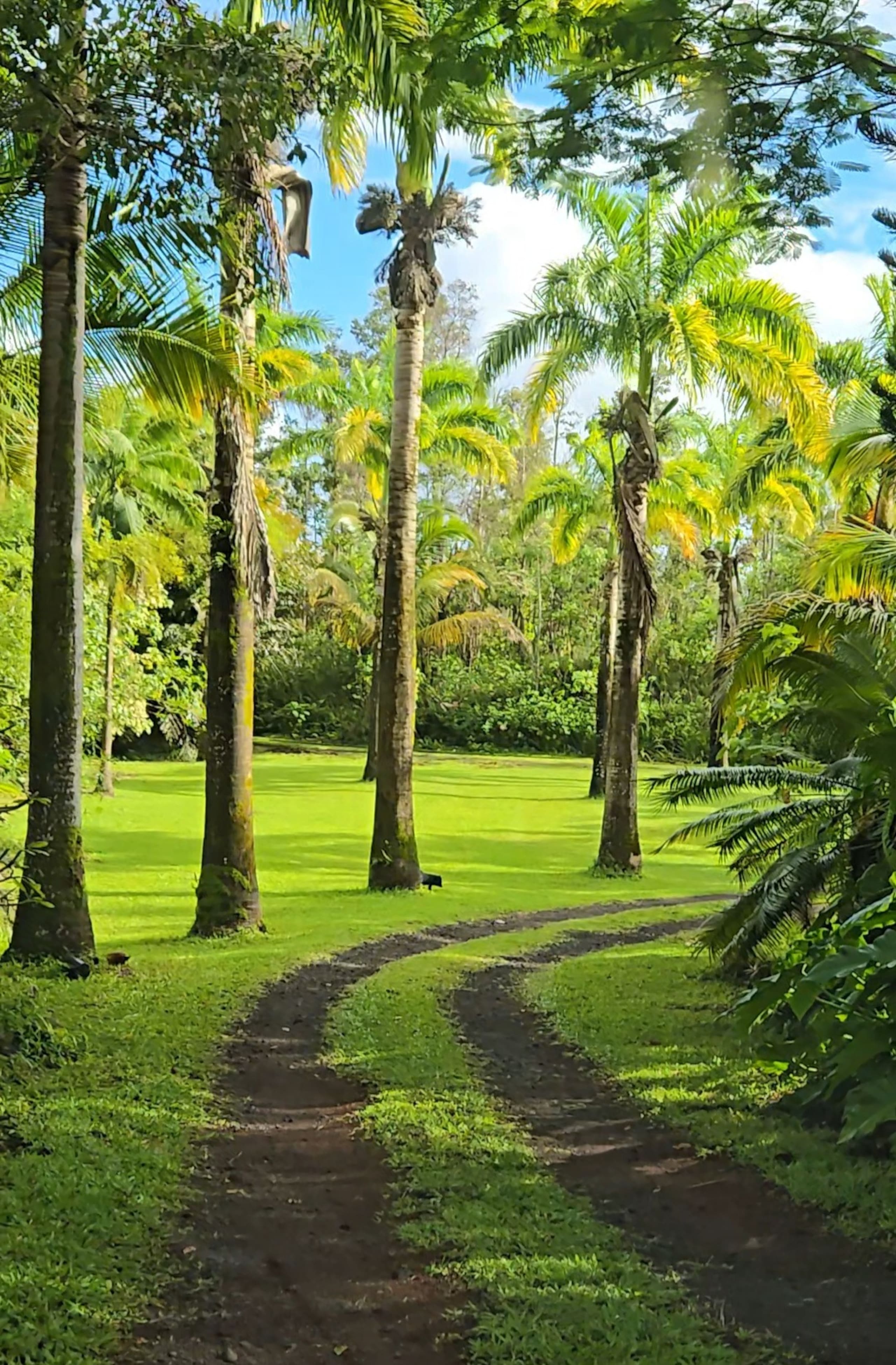 Cabin in Pahoa · ★5.0 · 1 bedroom · 1 bed · 1 private bath - Image 12