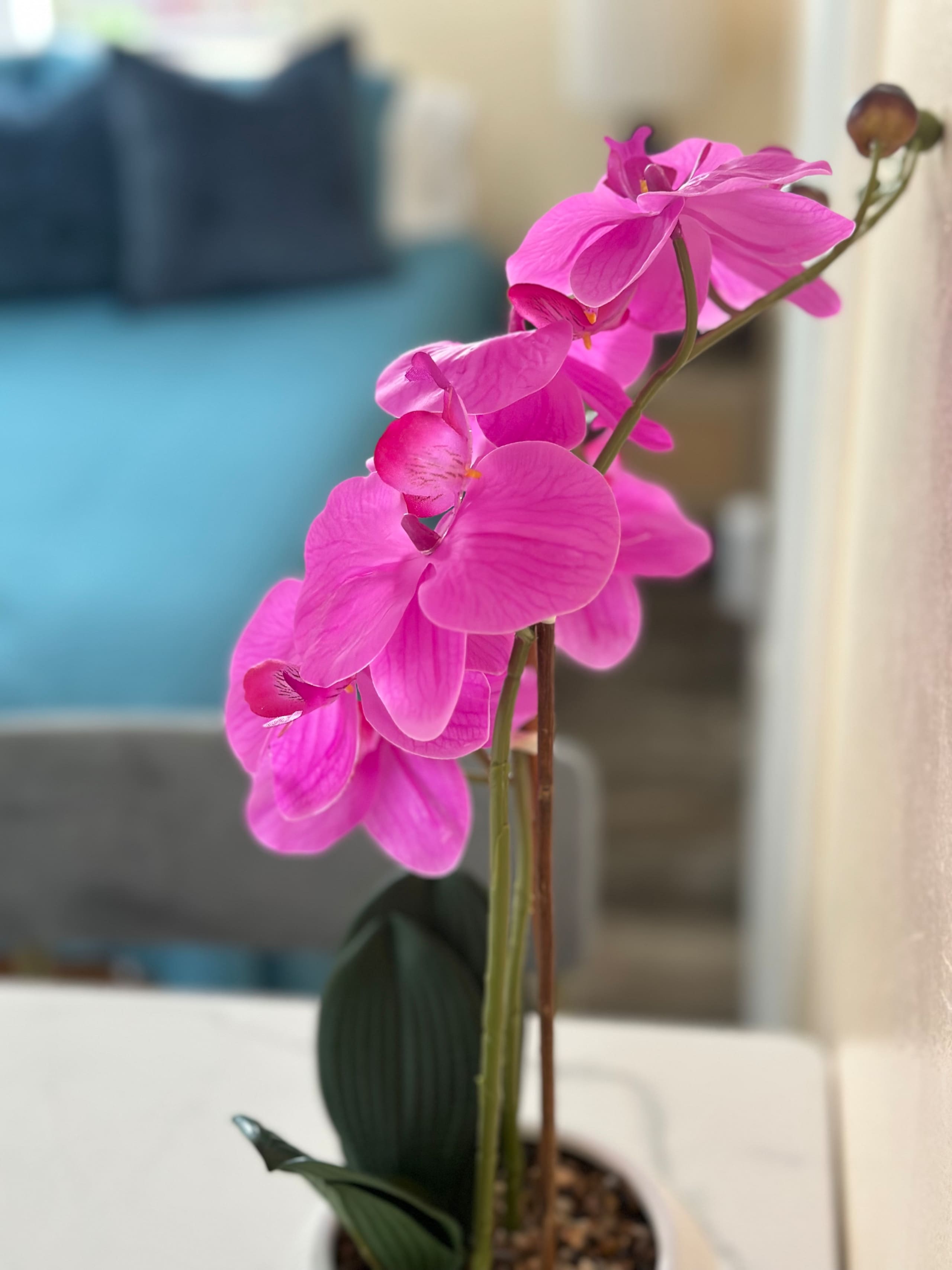 Home in Kailua-Kona · ★4.55 · 1 bedroom · 1 bed · 1 shared bath - Image 7