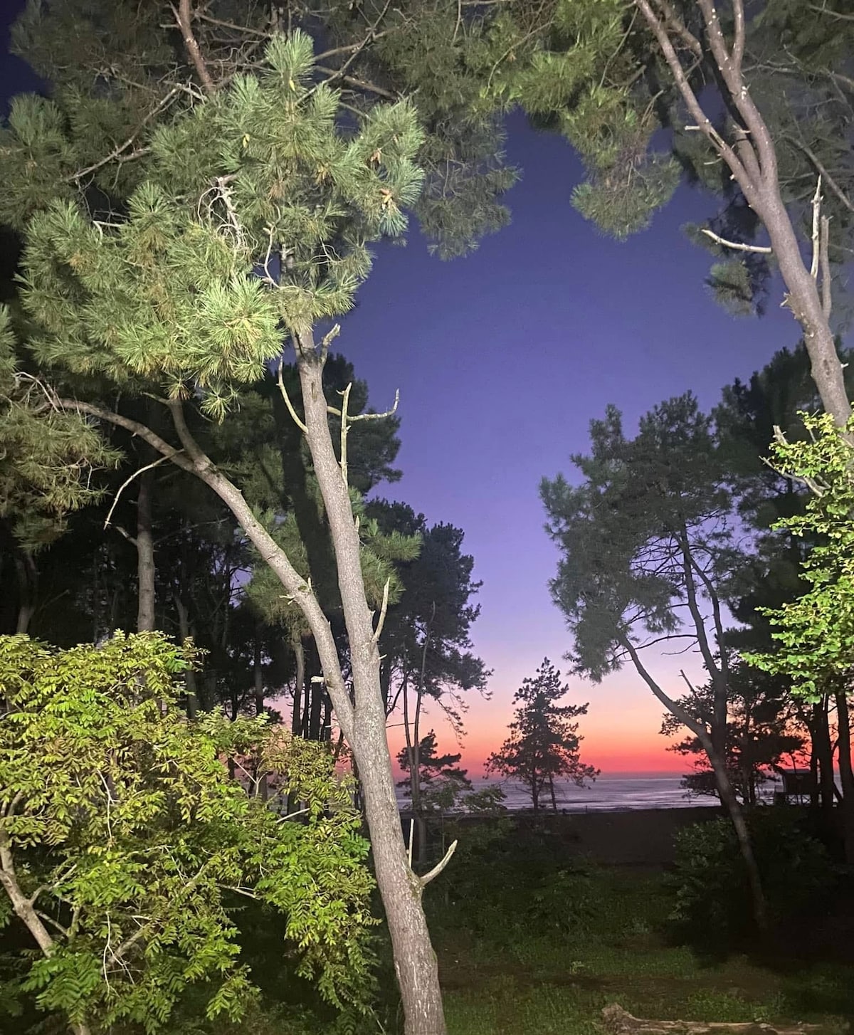 The image showcases a wooded area at dusk, with tall pine trees framing a view of a serene beach. The horizon is illuminated in soft pink and purple hues, blending into the twilight sky. Lush foliage adds a layer of greenery in the foreground.