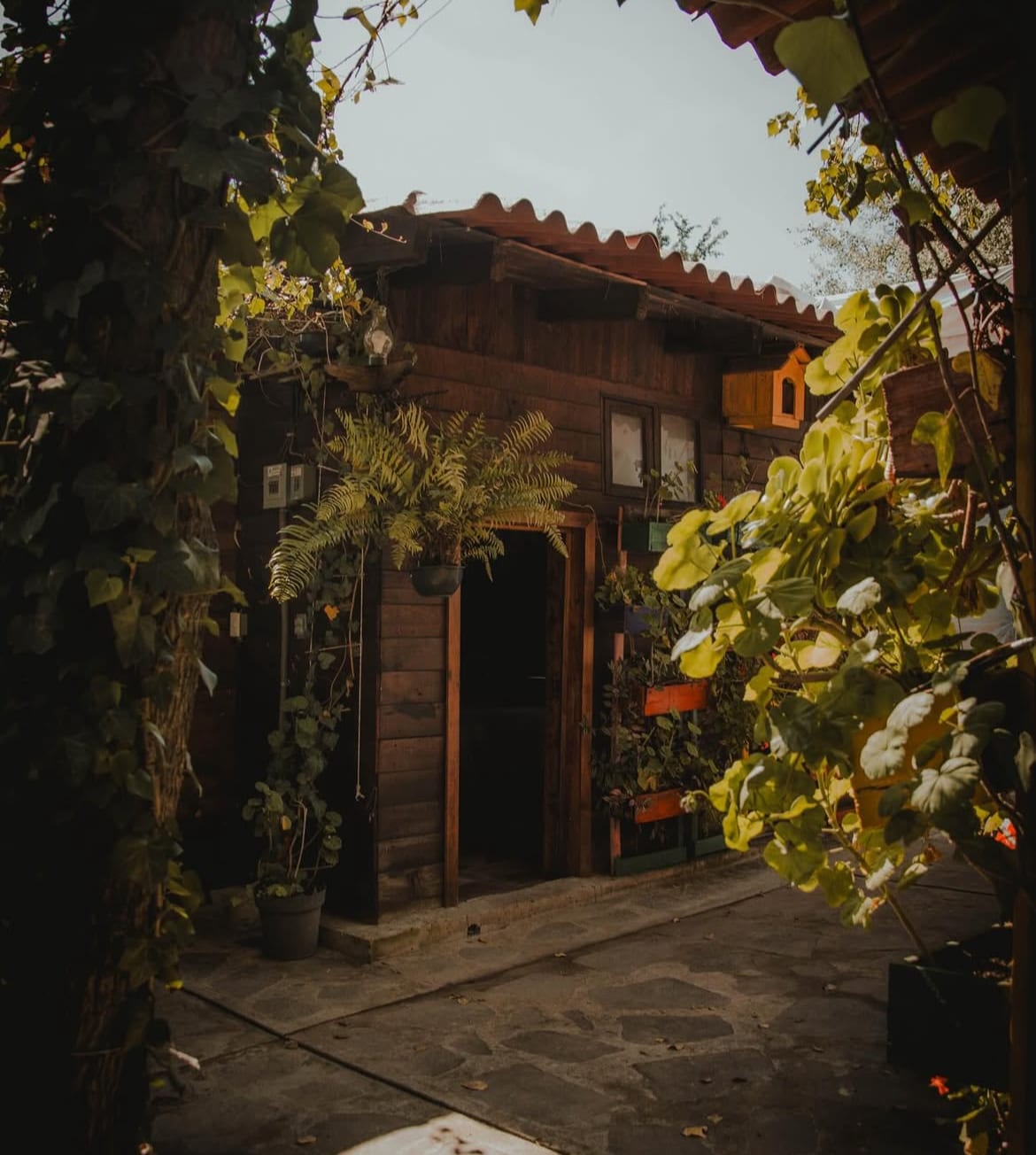 A rustic wooden cabin is framed by vibrant green plants, giving a sense of tranquility and connection to nature. The structure features a variety of potted plants and a welcoming entrance, set against a sunny, clear sky.