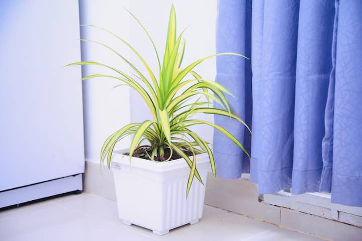 U glavnoj spavaćoj sobi nalazi se ugodan prostor za opuštanje s bujnom sobnom biljkom koja unosi dašak prirode u prostor. Zelenilo dodatno naglašava miran ambijent prostorije i stvara svjež, opuštajući prostor savršen za opuštanje u stilu.