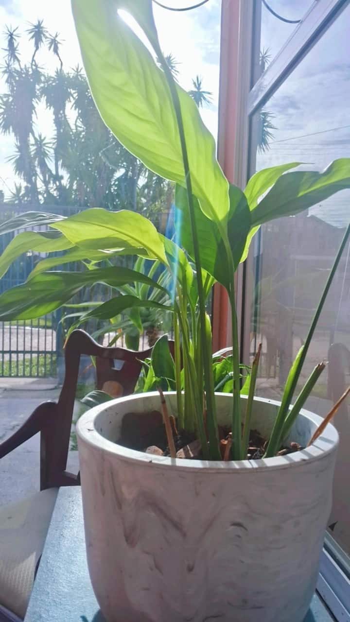 Във Vida & Brisa е така: много растения, добра светлина и приятен климат. 