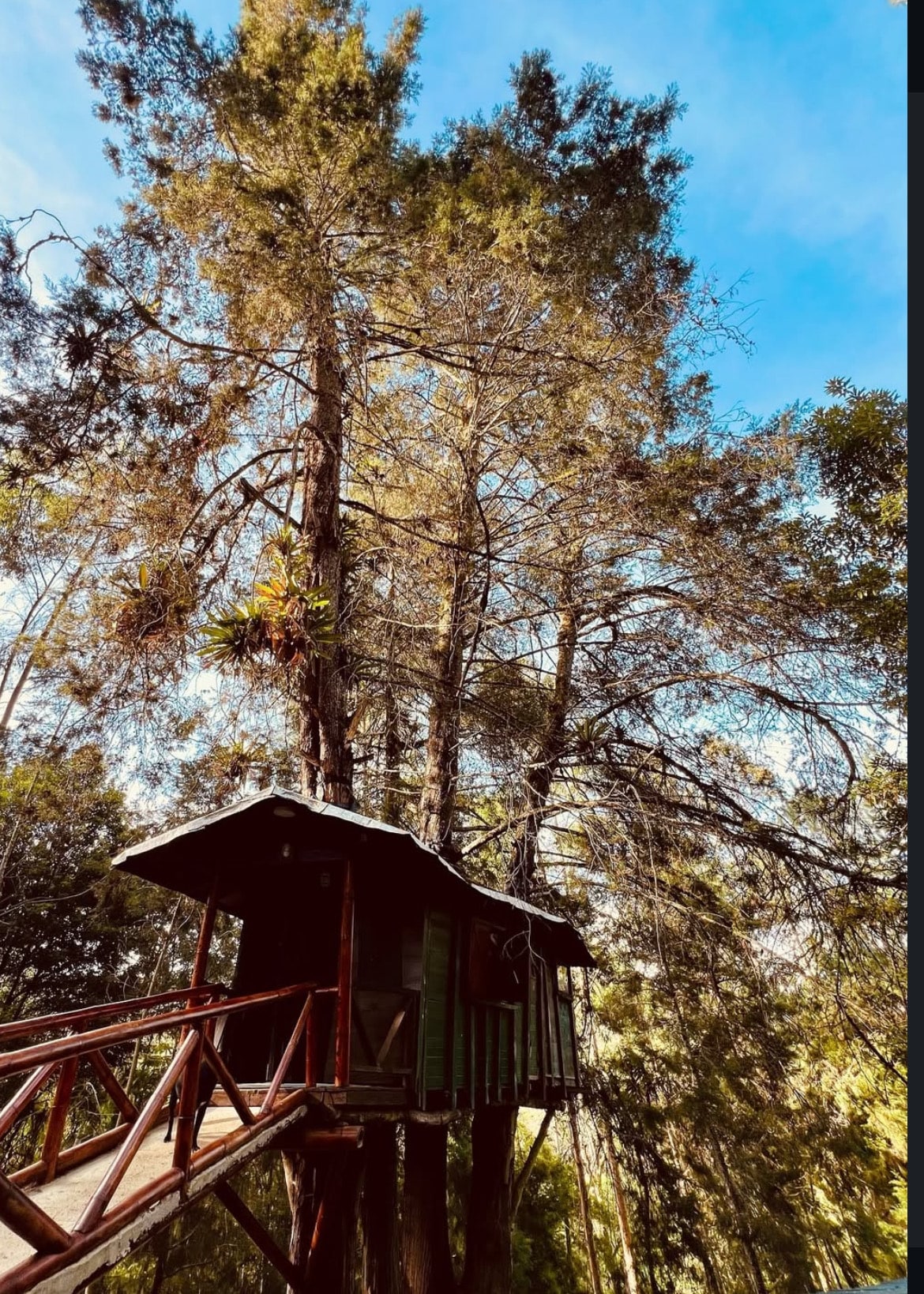 A green treehouse is perched among tall trees, surrounded by lush foliage. Wooden stairs lead up to a deck that provides access to the home, blending seamlessly with the natural environment. The clear blue sky enhances the serene setting.